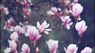 Beautiful Magnolia Flowers In The Wind