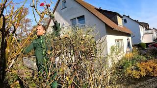 Cutting Back 2 Big Old Roses On A Rose Arch