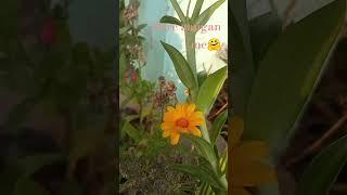 Sunder najaremere aangan ke #flowercolour #beautiful # YouTubelike #natural
