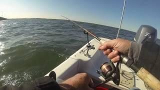 Turn 1 Shrimp into 13 Trout