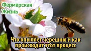 Что опыляет черешню и как происходит этот процесс