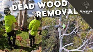 REMOVING DEAD WOOD FROM TREE