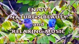 ENJOY NATURE'S BEAUTY & RELAXING MUSIC