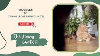 ZAMIOCULCAS ZAMIIFOLIA (ZZ PLANT) SPECIES || ZZ Plant Varieties