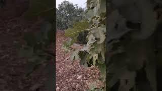 Fig harvesting in the hills of Palestine