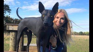 THE XOLO DOG - SCARY OR BEAUTIFUL? - Mexican Hairless Xoloitzcuintli