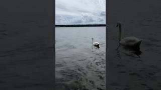 #swan in the sea #schwan #cute #shorts #short #animals #animal #cuteanimalclips  #subscribe 