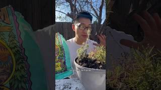 Starting an herb garden so I can SAVE $1,000! #rosemary #lavender #thyme