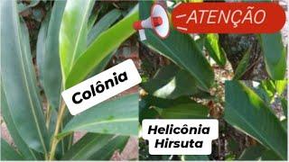 COLÔNIA E HELICONIA HIRSUTA: DESCUBRA OS SEGREDOS DESSAS PLANTAS MEDICINAIS E ORNAMENTAIS