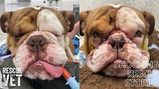 Giving best friends dog a face lift to save it's life: Wilberforce's story