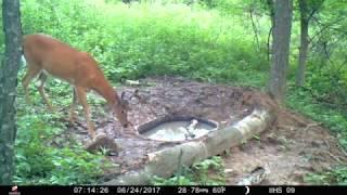 Why You Need To Hide Your Deer Waterholes