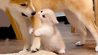 Funny Pet Videos  Best Cats & Dogs Clips 2024  PART 1