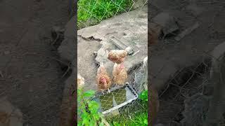 вечер #куры