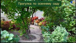 Прогулка по участку / Снимаю дом, сажаю цветы / Garden сoleus