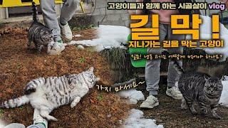 길을 막는 고양이와 너무 마른 고양이 /고양이들과 함께 하는 시골살이 vlog/#미역국