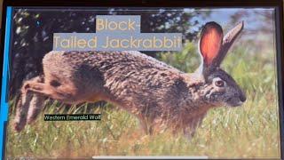 How black-tailed jackrabbit surviving