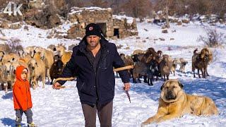 Winter Silence on the High Mountain -Challenging Winter Shepherd and Anatolian Lions |Documentary-4K