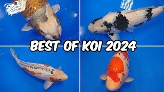 All Best in Variety Winners!! All Japan Koi Show 2024