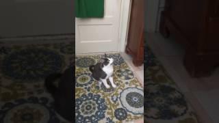Trying to get Luma to dance