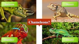 Chameleons | Chameleon species, what are their characteristics. What kind of animal is a chameleon?