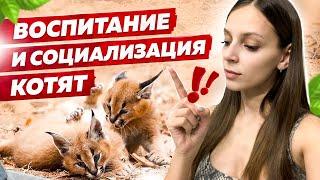 КАК ВОСПИТЫВАТЬ КОТЯТ. ДЕТИ И ДИКИЕ КОШКИ | HOW TO RAISE KITTENS. KIDS AND WILD CATS