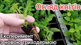 Огляд квітів на стелажі та в теплиці на 9 січня. Експеримент з новою триходермою.