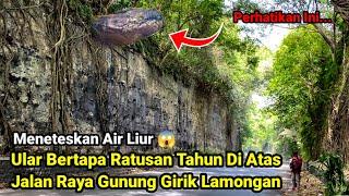 Meneteskan Air Liur ?! Ular Bertapa Ratusan Tahun Di Atas Jalan Raya Gunung Girik Lamongan