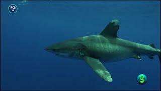 Oceanic Whitetip The Shipwreck Shark Promo #S3OpenUp