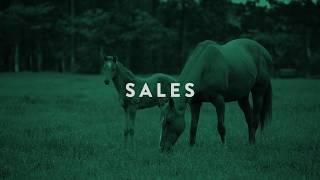 HorseSales.ie | The Future of Thoroughbred Sales