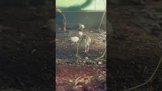 Meet our 2 baby peacocks (18 days old)!