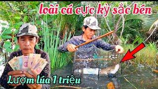 Thăm Lờ Dính Loài Cá Cực Kỳ NGUY HIỂM Lượm Lúa 1 TRIỆU Tiền Bán Cá