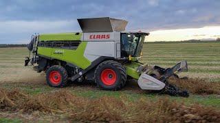 Harvesting Carrot Seed | Claas Lexion 8700 + More!