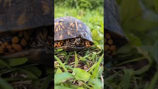 Beautiful Box Turtle  #reptiles #turtle #tortoise #petreptile #herping