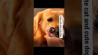 Very cute cat and cute dog make friends #cutecat #cutedog