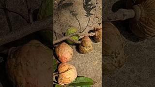 Sweet fruits #fruits #sweet #tree