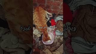 المرء لا تشقيه إلا نفسه #بدون_موسيقى