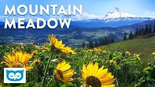 Relaxing Meadow and Mountain with Ambient Nature Sounds for Calming and Focus