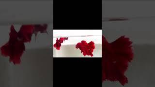 Betta Fish | Full red ohm | Betta fish breeding | Calicut | Aquarium Fishes |   #bettafish #fish