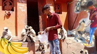 mankeys eating banana  vlog in India RV Timli Official.....