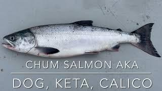 How to identify Chum Salmon