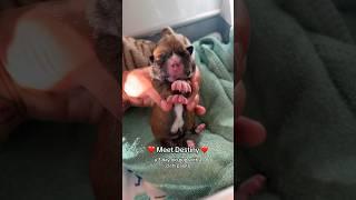 Destiny, the cleft palate puppy