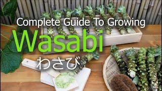 How To Grow Wasabi | Seeds | Seedlings | Harvest | Propagate