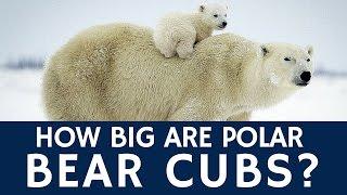 How Big are Polar Bear Cubs – Fun Animal Facts for Everyone