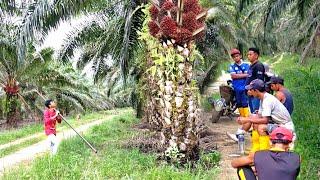 Bos Sampe' Geleng² Kepala Melihat Tajamnya Sabit ku.! Panen Sawit Jadi Cepat Kalau Setajam ini