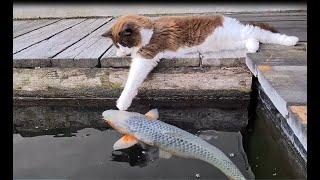 Cute Cat At The Koi Pond (Kissing and Touching Fishies)