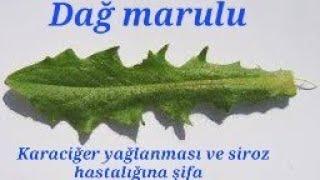 Karaciğer yağlanması ve siroz hastalığıba şifa.(dağ mağrulu)