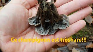 [CHAMPIGNONS] Rares chanterelles cendrées et Trompettes des morts !!