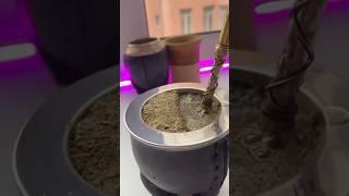 Мате - мост между вчера и завтра. #йербамате #мате #yerbamate