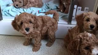 Cavapoochon babies 7 weeks old