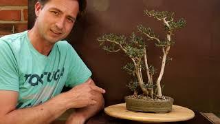 Summer Repotting Olive Bonsai